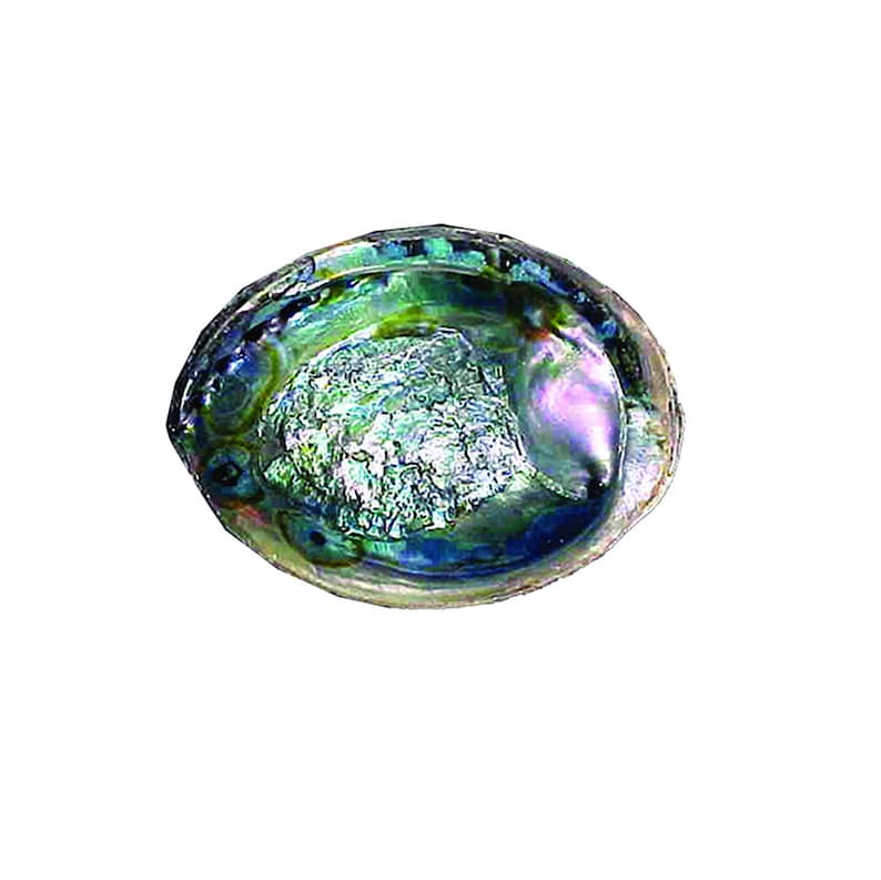 Green Abalone Shell for Smudging (5-6 in.)